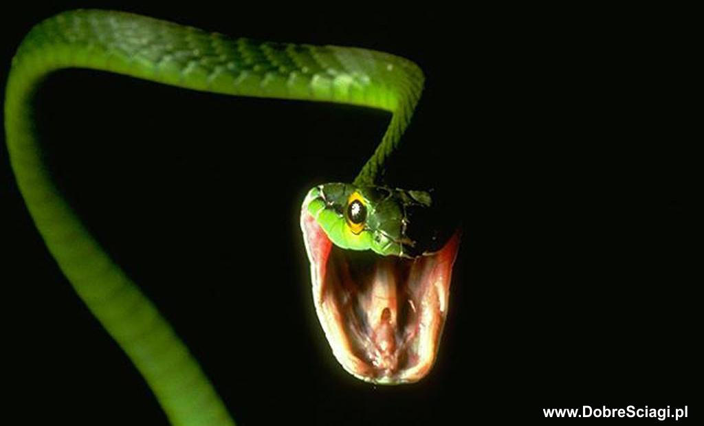 Pyton zielony / green python